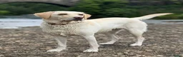 Labrador Retriever dogs for sale: Waiting list open - KC Registered Labrador Pups in Huddersfield - Advert 3