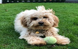 Cavachon dogs for sale: Golden Cavapoochon girl - Image 4