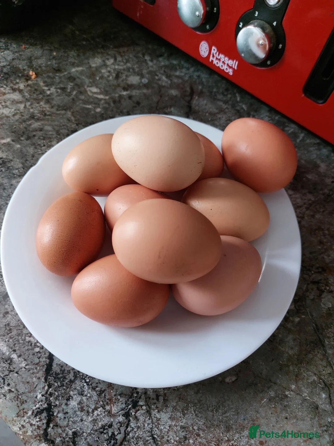 Chickens poultry for sale: 6 Autralaup hens 11 months old laying  - Advert 8