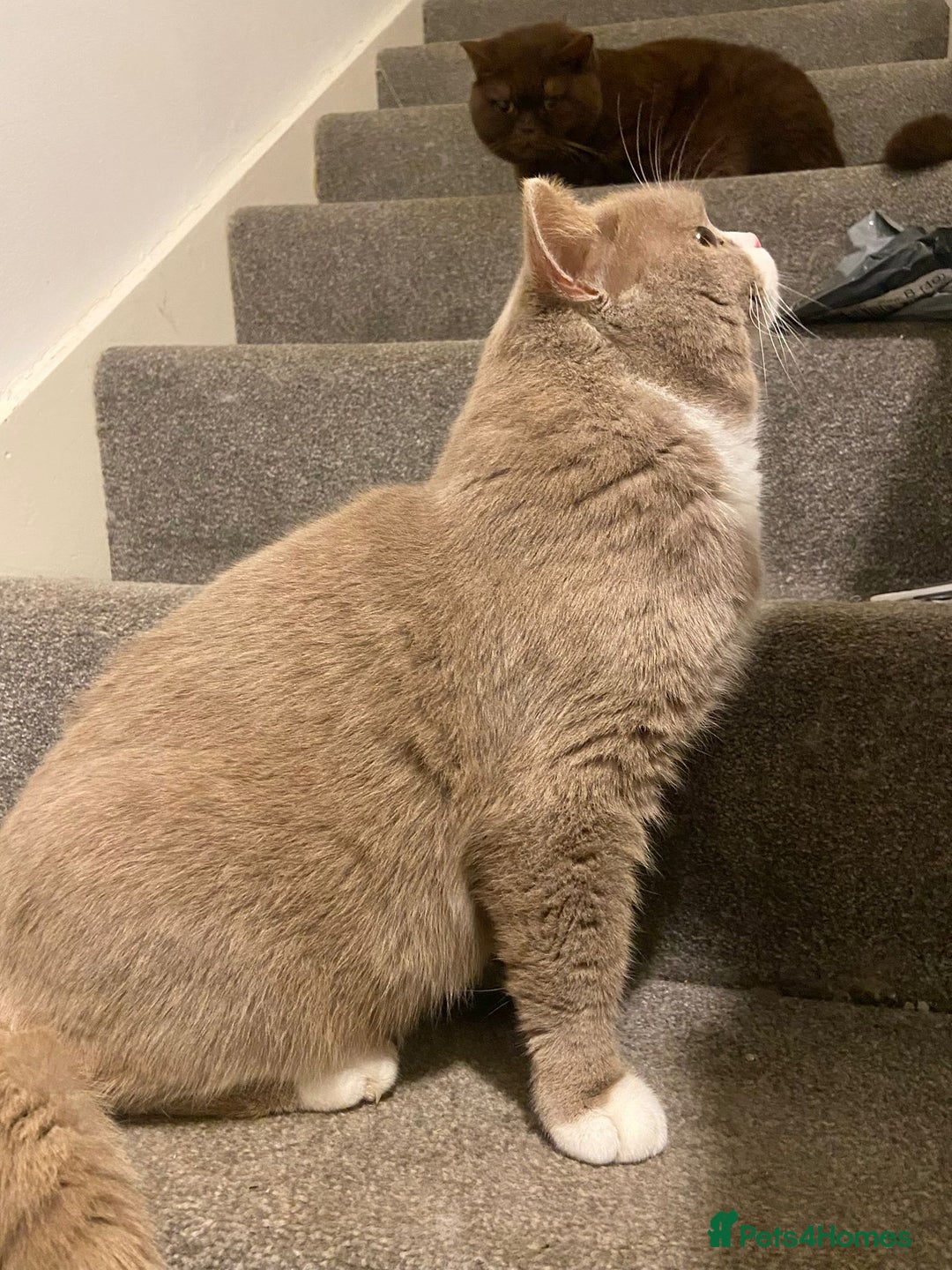 British Shorthair cats for sale: Chunky male BSH - Advert 6