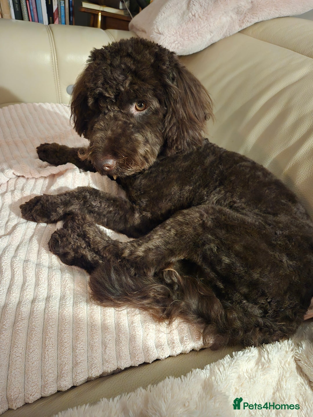 Sproodle dogs for sale: Looking for a safe and happy home - Advert 2