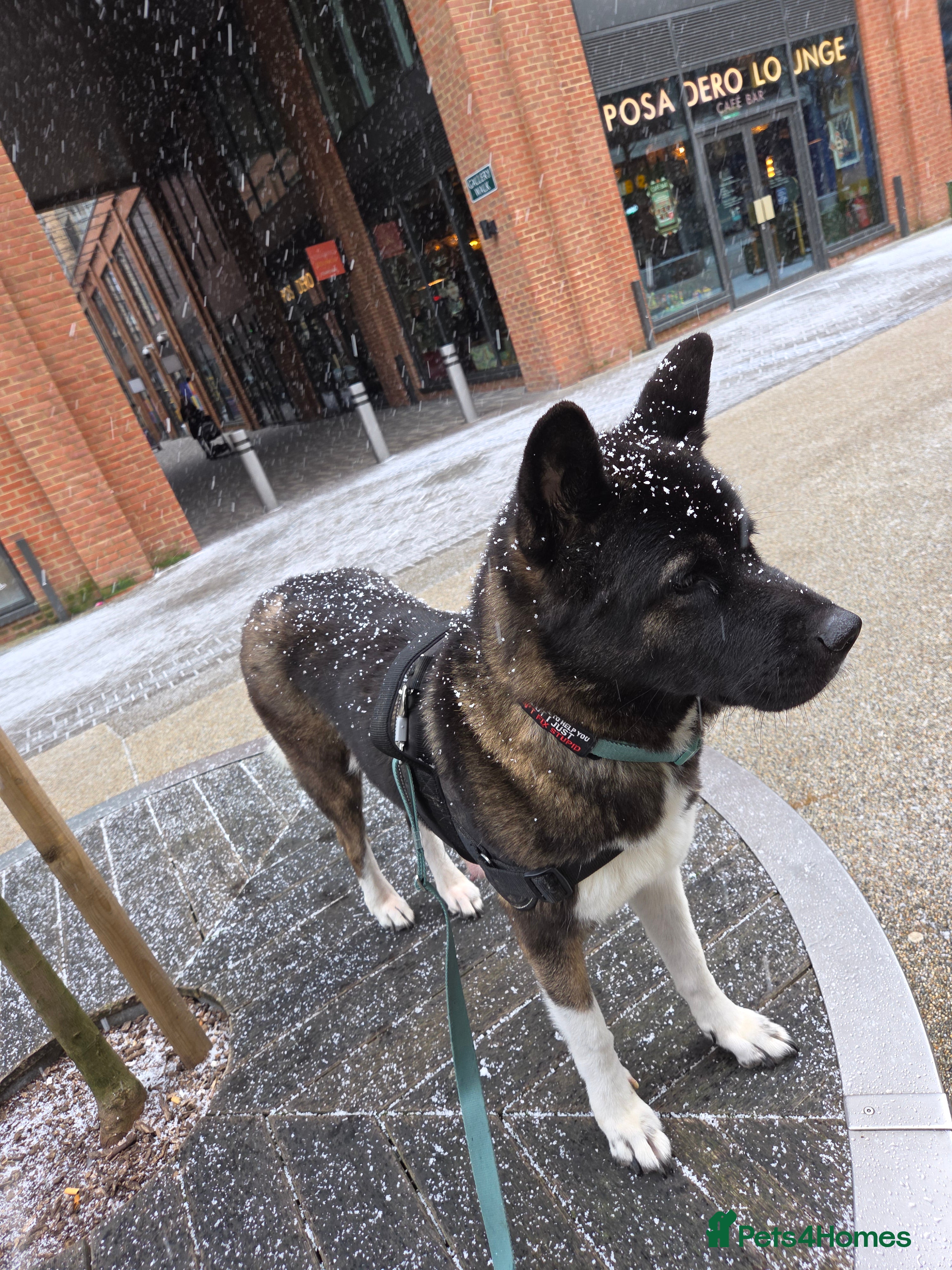 Mixed Breed dogs 3 girls left for rehoming  - Advert 3