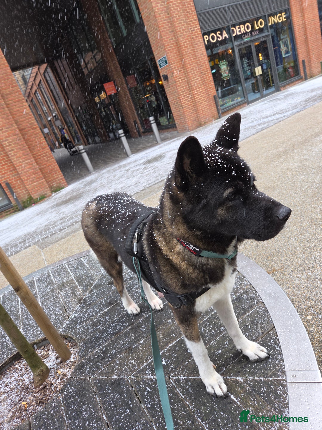 Mixed Breed dogs for sale: 3 girls left for rehoming  - Advert 1