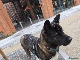 Mixed Breed dogs 3 girls left for rehoming - Advert 16