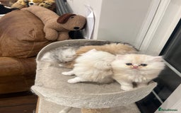 Persian cats for sale: Chinchilla kittens  - Image 25