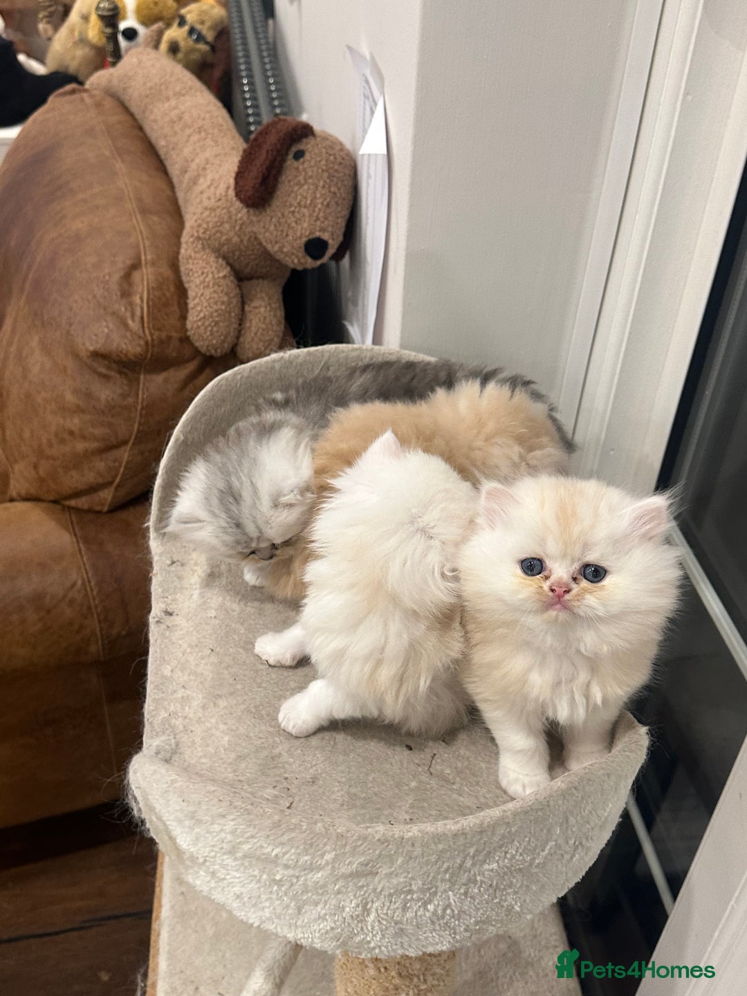 Persian cats for sale: Chinchilla kittens  - Image 25