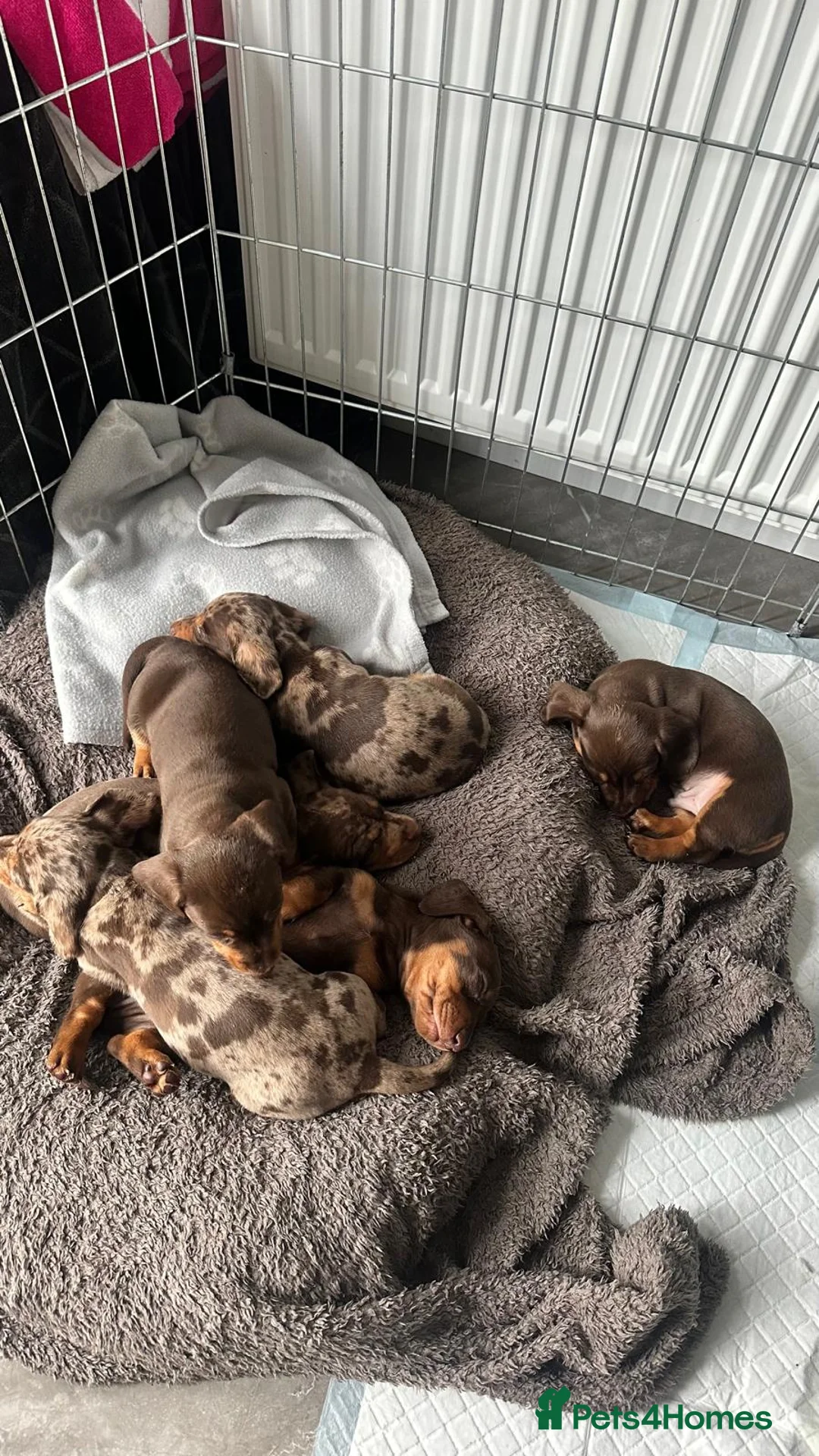 Miniature Dachshund dogs for sale: 🐾 Adorable Dachshund Puppies - 3 Boys Left - Advert 5