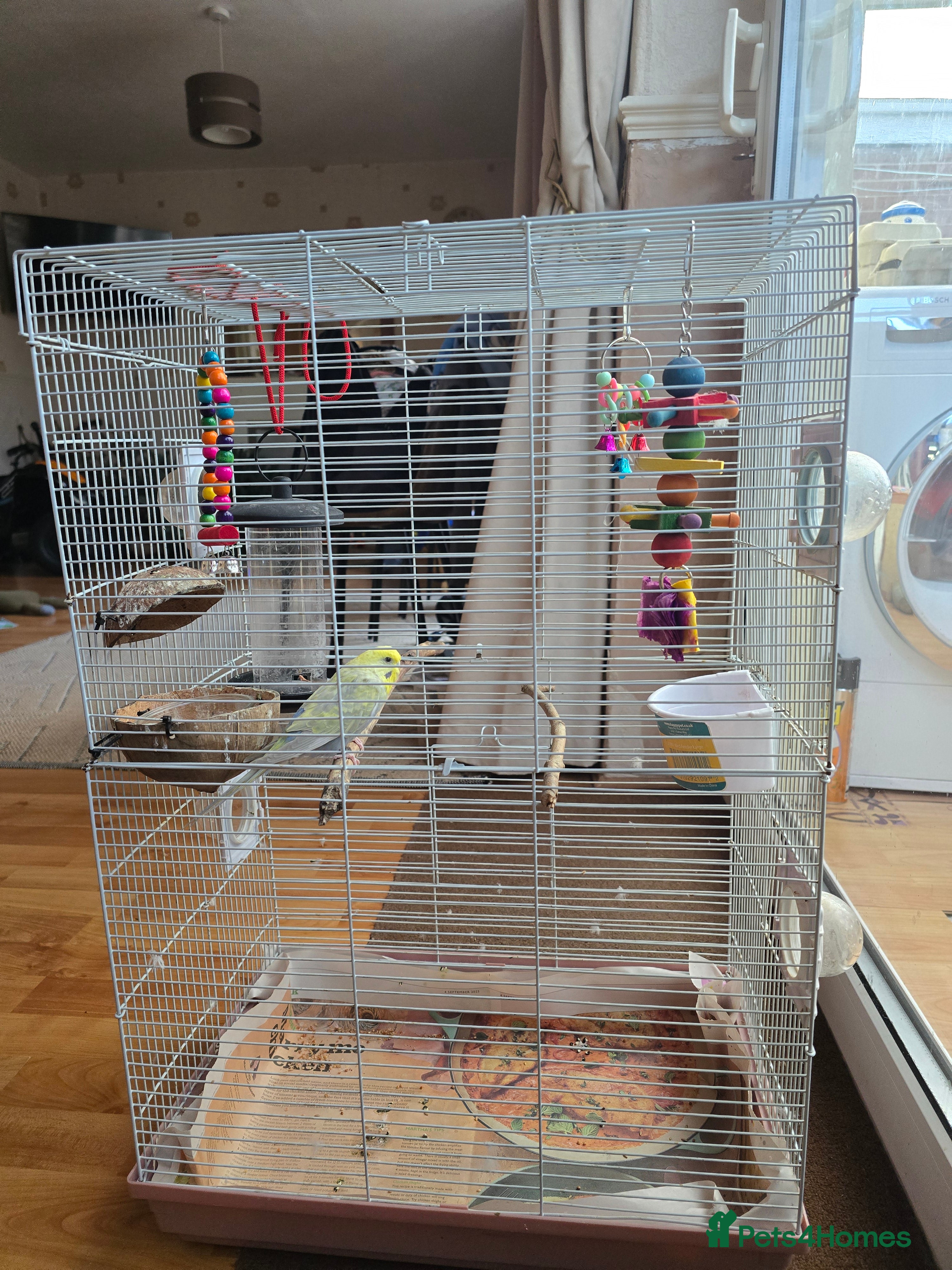 Budgerigars birds Budgerigar - Advert 1