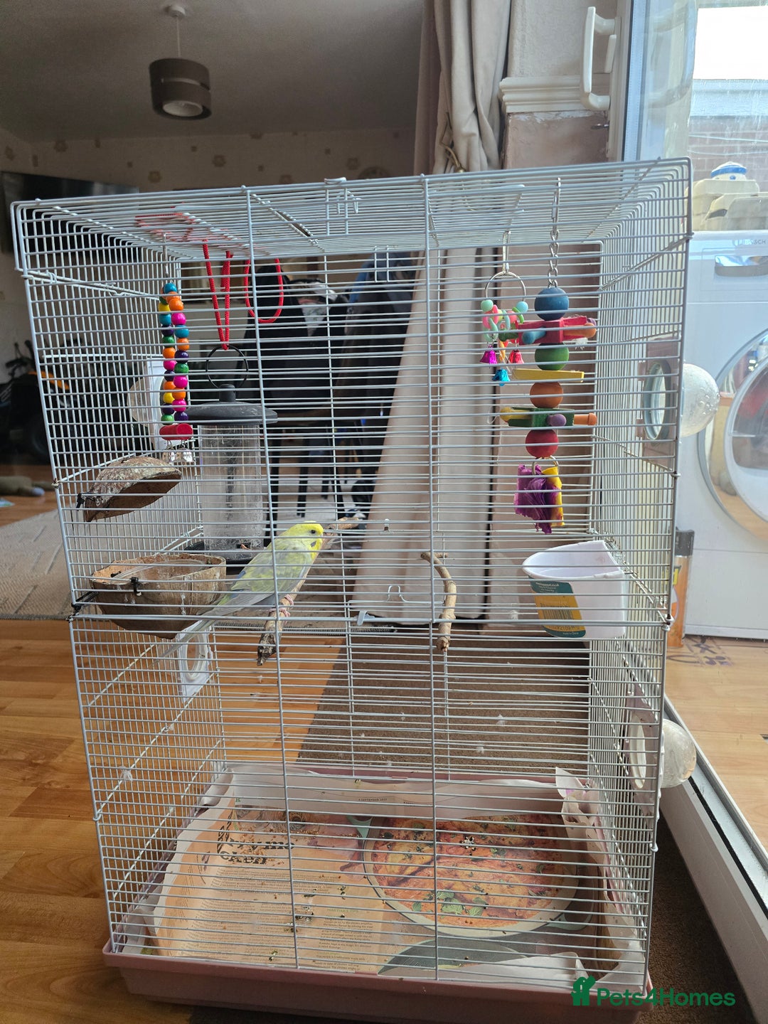 Budgerigars birds for sale: Budgerigar - Advert 1