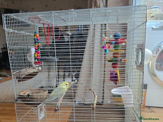 Budgerigars birds Budgerigar - Advert 16