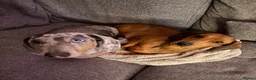 Dachshund dogs for sale: Loving Home Needed for Peppa & Paddy in Manchester - Advert 1