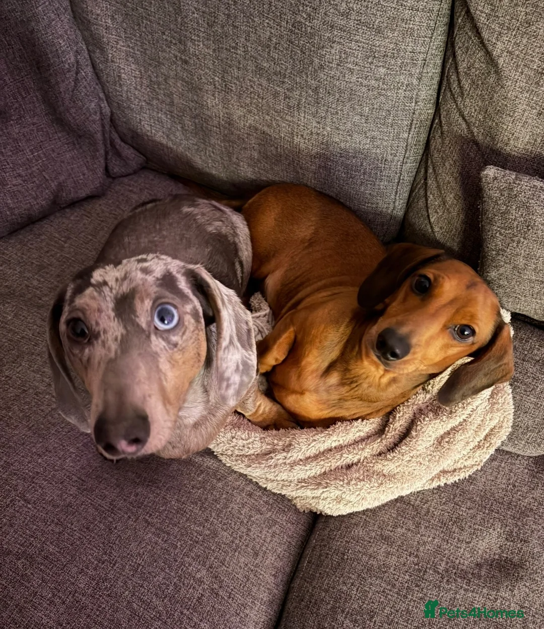 Dachshund dogs for sale: Loving Home Needed for Peppa & Paddy in Manchester - Advert 1