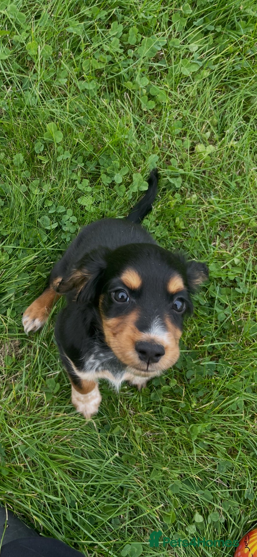 Cocker Spaniel dogs Beautiful Kc reg working cocker spaniel puppies  - Advert 2