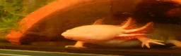 Axolotl reptiles for sale: Axolotl  - Advert 4