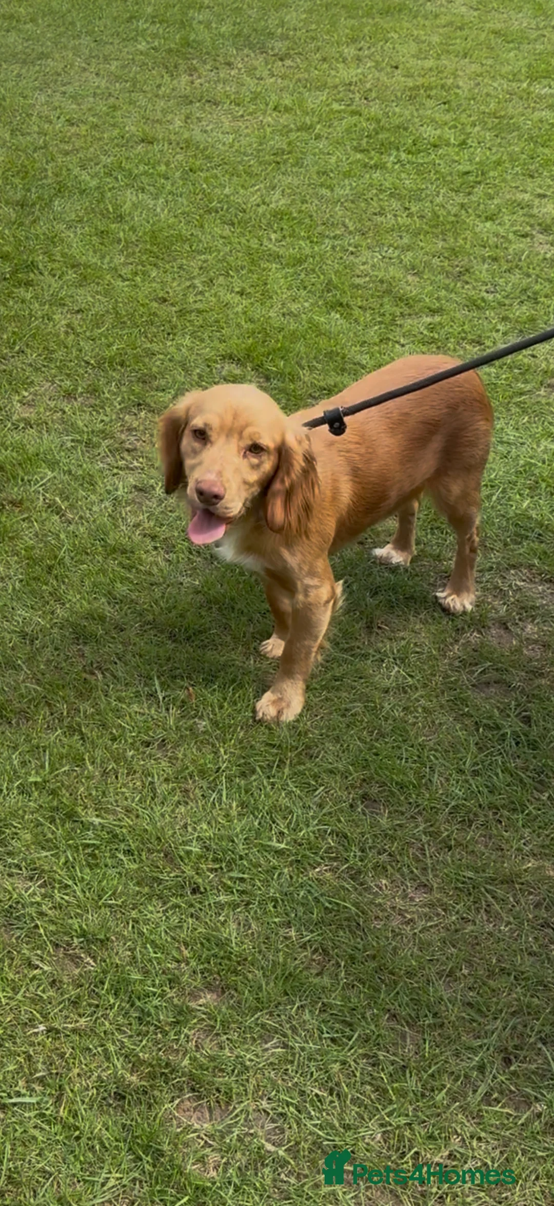 Cocker Spaniel dogs for sale: 20 month old male working cocker spaniel  - Advert 2
