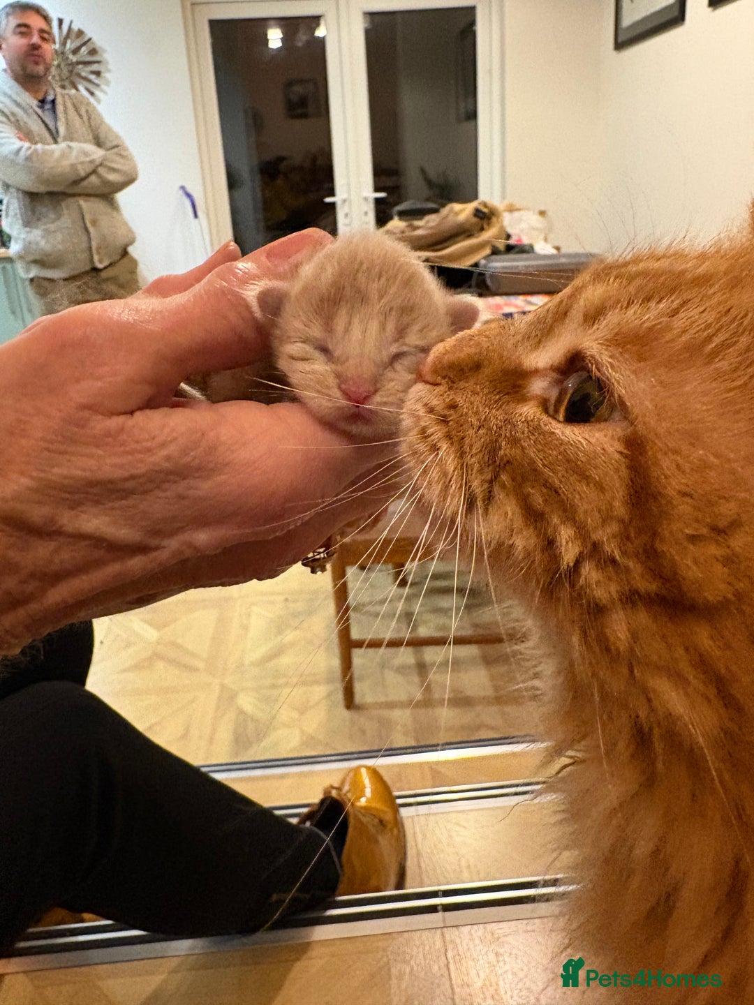 Maine Coon cats for sale: Maine Coon cuties - Advert 16