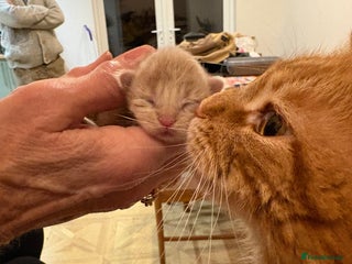 Maine Coon cats Maine Coon cuties - Advert 18