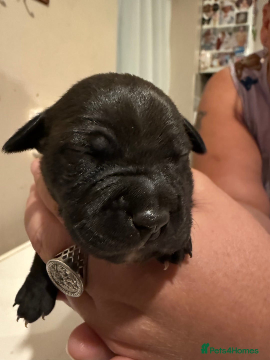 Staffordshire Bull Terrier dogs for sale: Staffordshire Bull Terrier Puppies for Sale - Advert 16