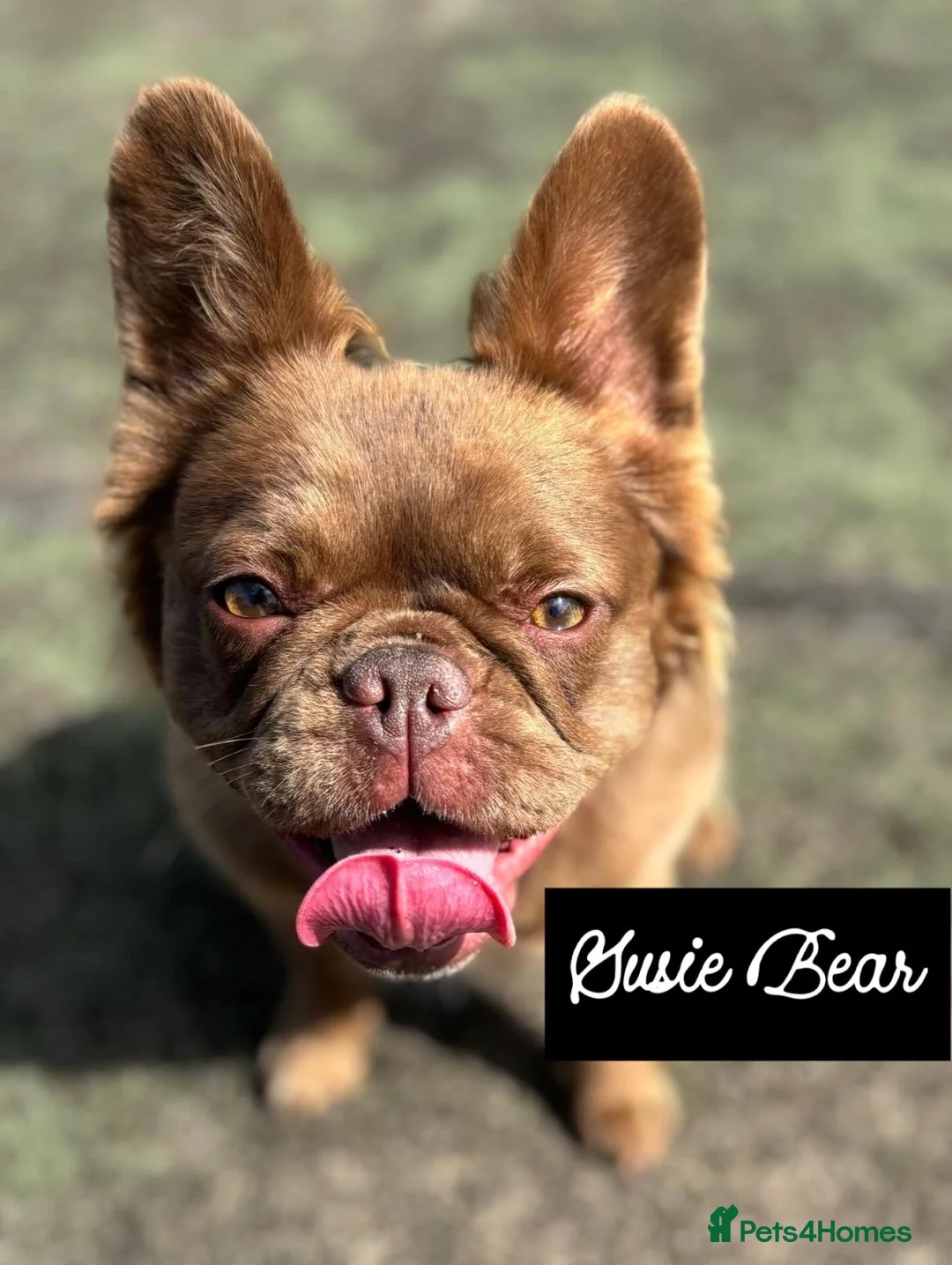 French Bulldog dogs for sale: Fluffy French Bulldogs in Bangor - Advert 16