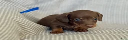 Miniature Dachshund dogs for sale: Miniature Dachshund puppies - Advert 14
