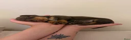 Miniature Dachshund dogs for sale: Miniature Dachshund Puppies in Glasgow - Advert 5