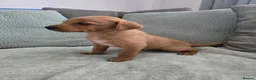 Labrador Retriever dogs for sale: Fox red labrador puppies  in Sunderland - Advert 10