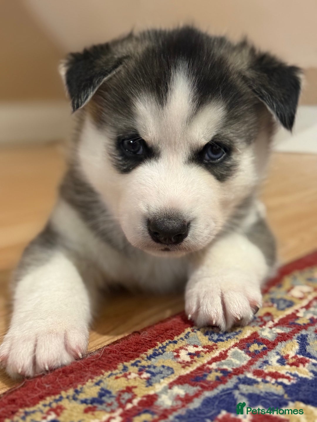 Siberian Husky dogs for sale: Beautiful Purebred Siberian Husky puppies  - Image 5