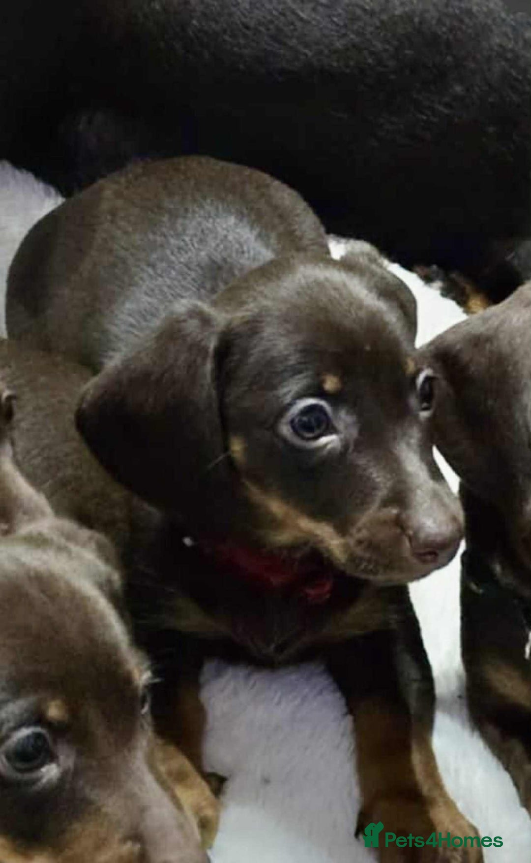 Dachshund dogs for sale: Miniature dachshund puppies for sale - Image 10