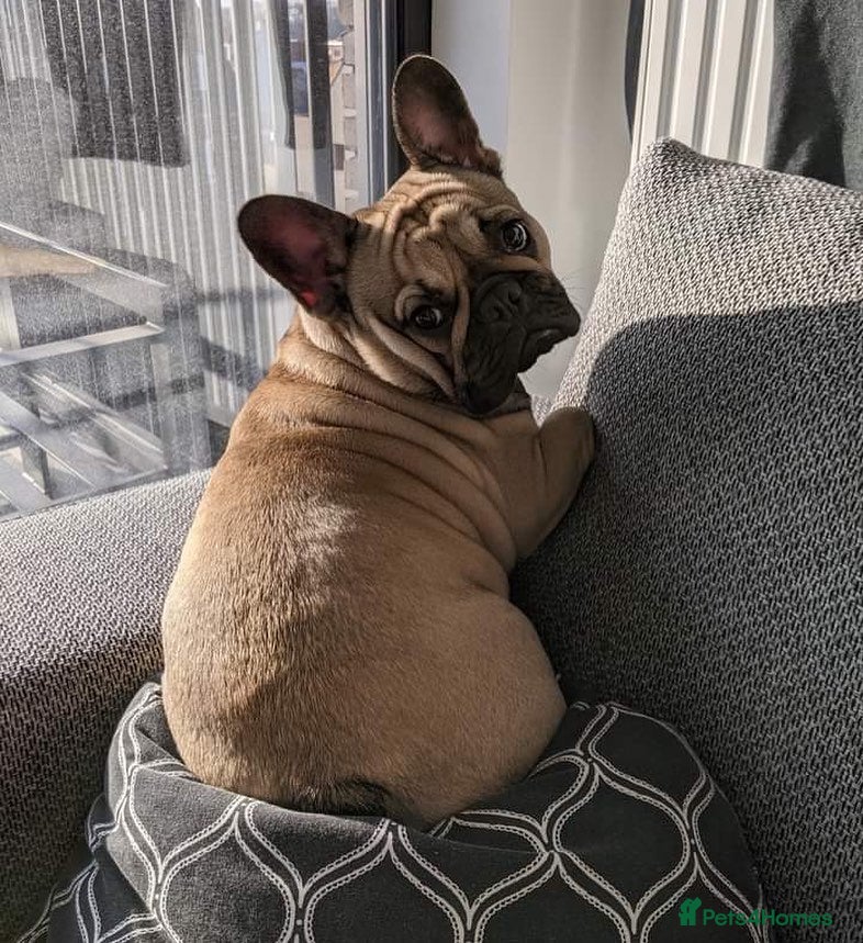 French Bulldog dogs French Bulldog Female - Advert 1