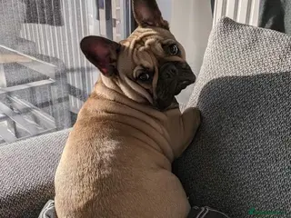 French Bulldog dogs French Bulldog Female - Advert 14