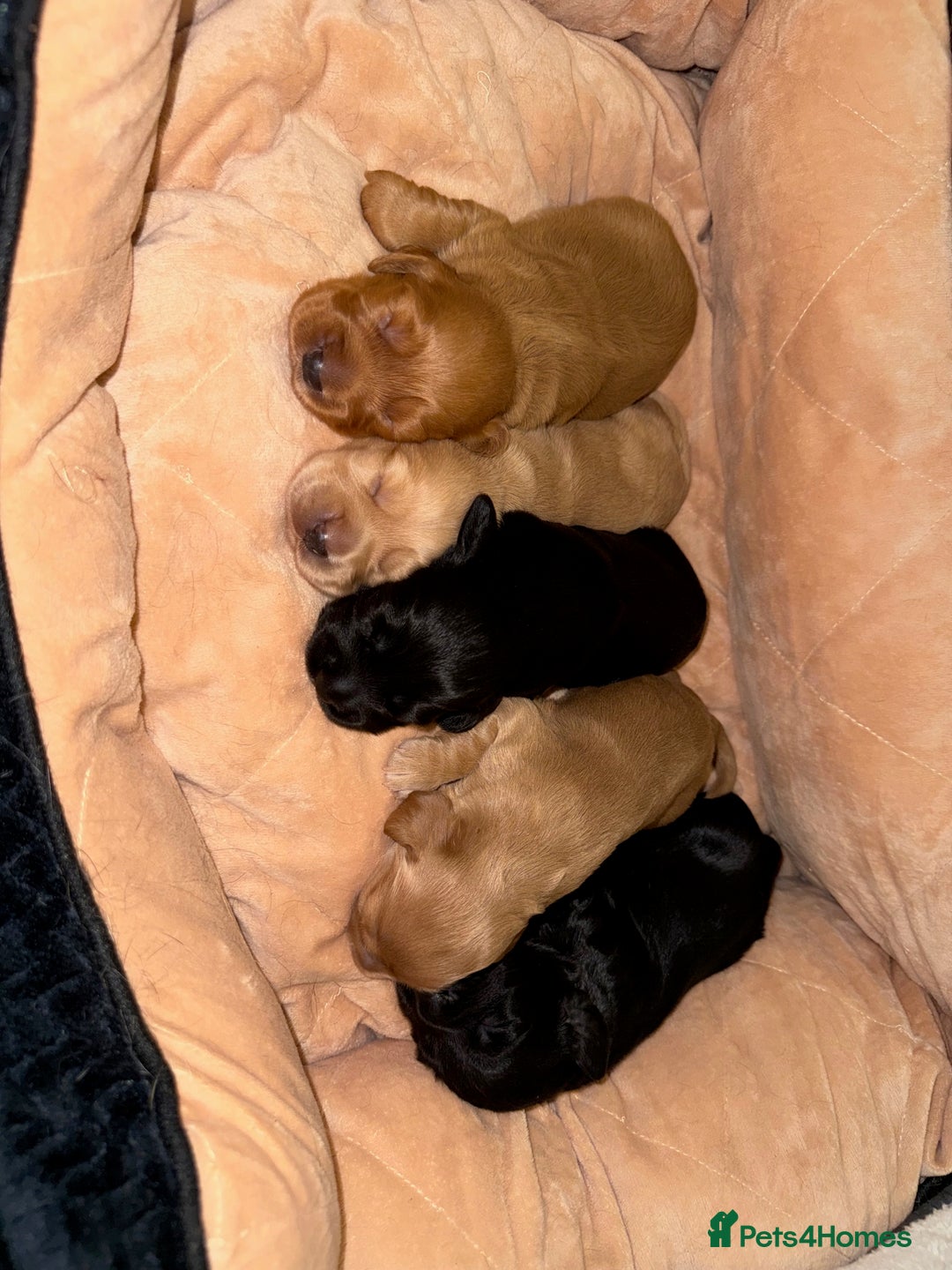 Cocker Spaniel dogs for sale: Beautiful litter of Cocker Spaniel puppies from - Advert 3
