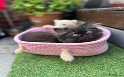 Persian cats for sale: 3 pure Persian kittens for sale   - Image 3