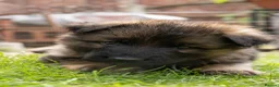 German Shepherd dogs for sale: KC Fantastic long coat German Shepherd's  - Advert 7