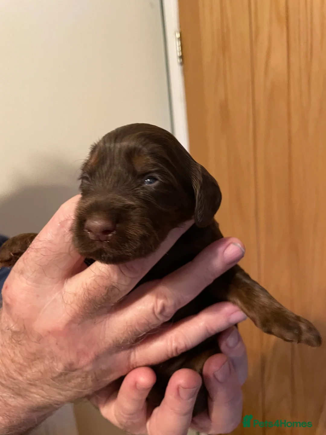 Cockapoo dogs for sale: Cockapoo Pups  F1b - Advert 3