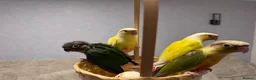Conures birds for sale: Hand Reared Tame Baby Conures - Advert 3
