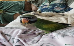 Parakeets birds for sale: Hand reared derbyan - Image 12