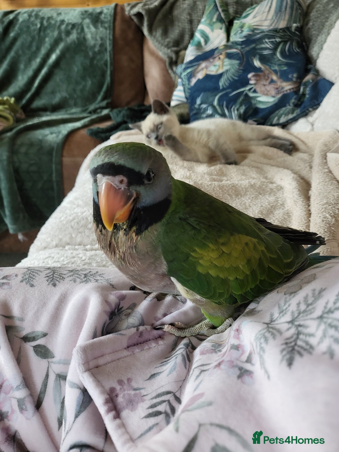 Parakeets birds for sale: Hand reared derbyan - Image 12