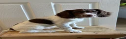English Springer Spaniel dogs for sale: *Only 1 stunning boy left*KC English Springer - Advert 12