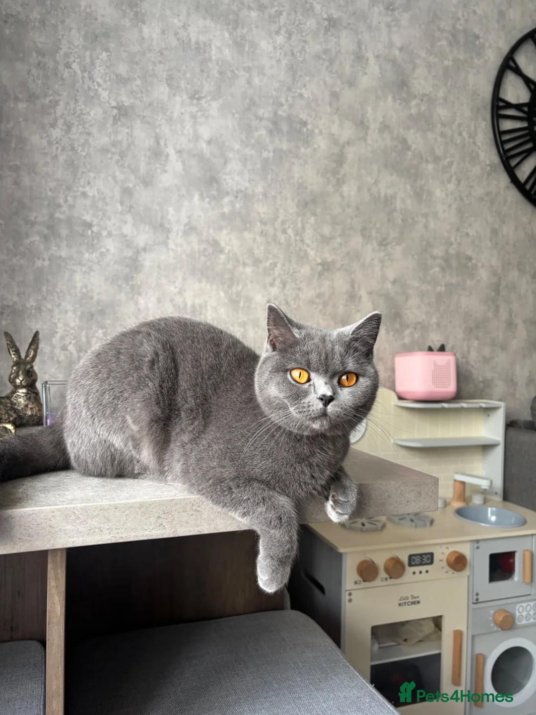 British Shorthair cats for sale: Blue British Shorthair Boy 💙 - Advert 19
