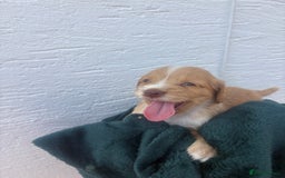 Cocker Spaniel dogs for sale: Cocker spaniel puppys - Image 4