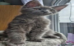 Maine Coon cats for sale: Little adorable kitten looking for new home  - Image 1