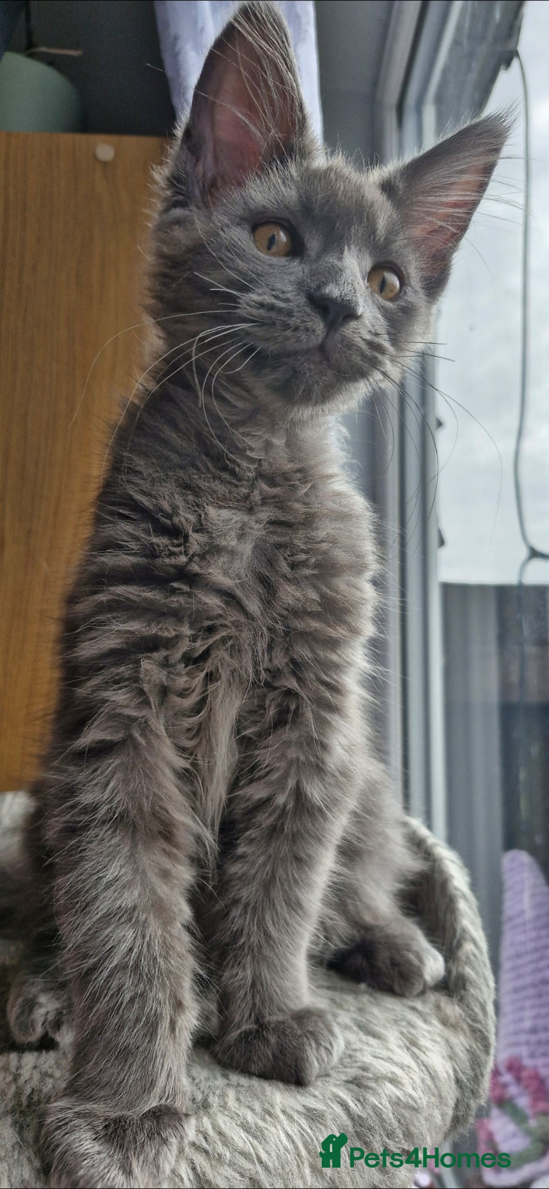 Maine Coon cats for sale: Little adorable kitten looking for new home  - Image 1