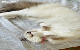 Ragdoll cats for sale: 2 Mink & 1 Blue Point Fluffy Babies  - Image 4