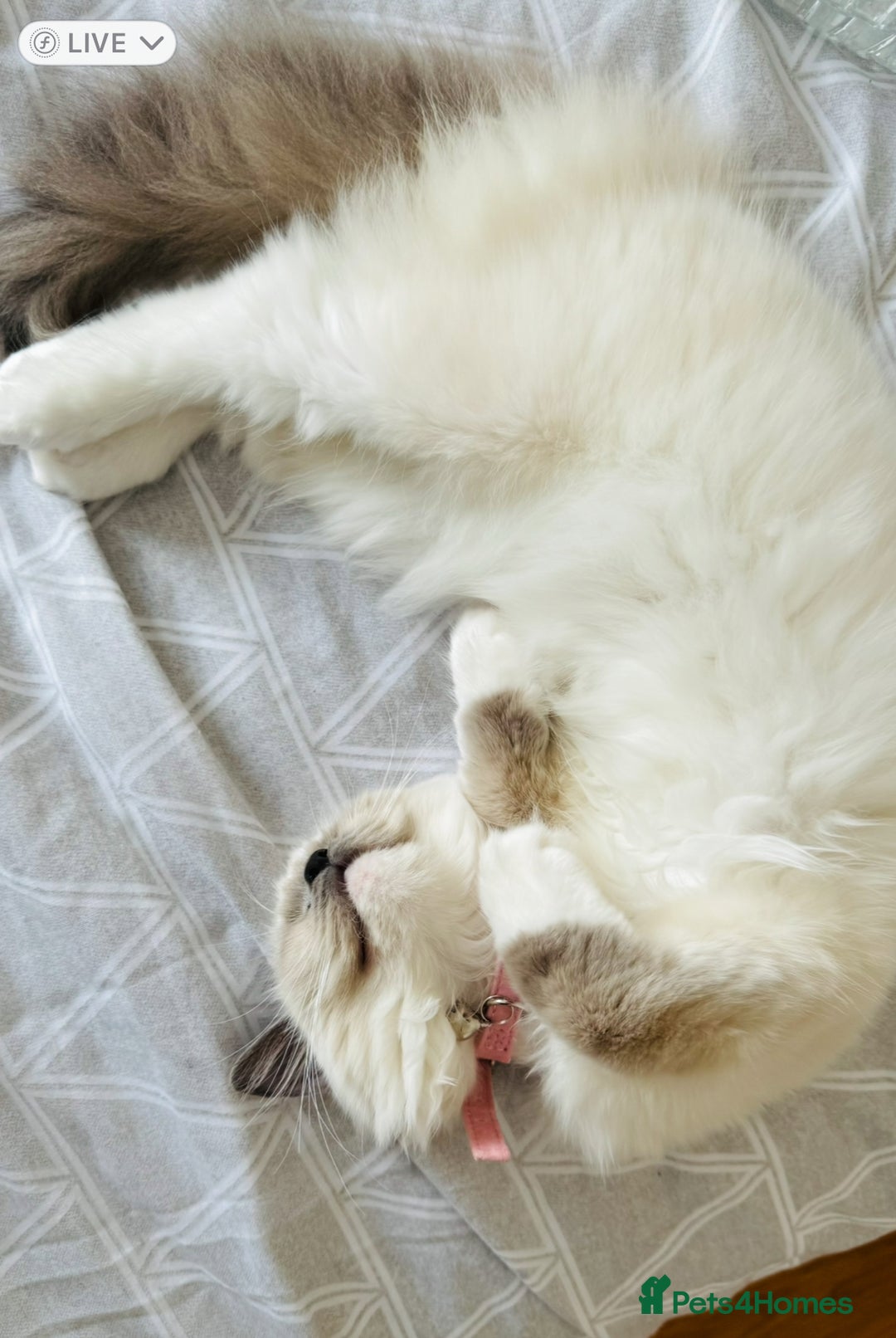 Ragdoll cats for sale: 2 Mink & 1 Blue Point Fluffy Babies  - Image 4