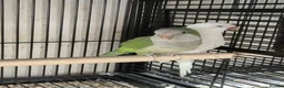 Parakeets birds for sale: Finches canarys doves parakeets parrots  - Advert 29
