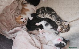 Mixed Breed cats for sale: Kittens are looking for homes  - Image 9