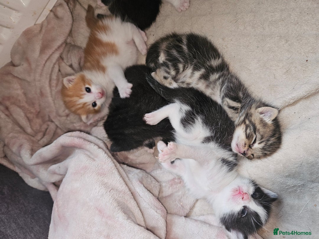 Mixed Breed cats for sale: Kittens are looking for homes  - Image 9