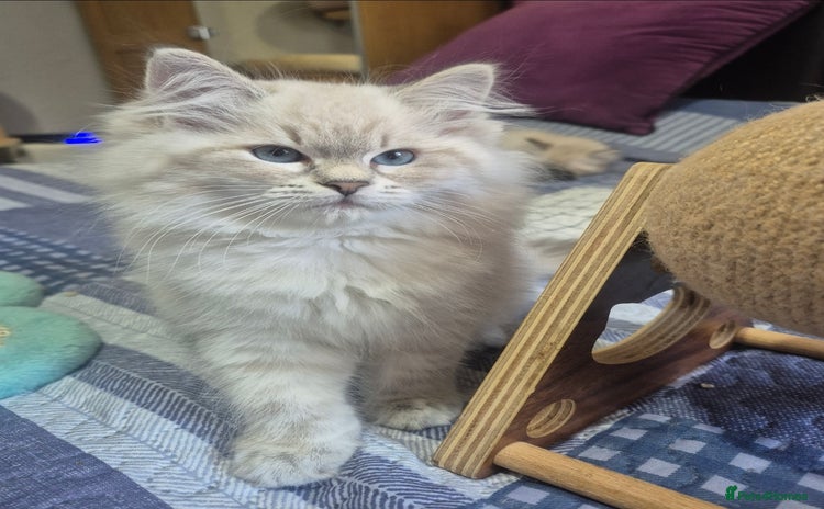 Siberian cats - Advert 3