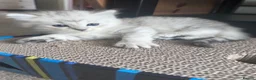Mixed Breed cats for sale: Beautiful Fluffy Kittens – BritishLonghair&Ragdoll in Penicuik - Advert 14