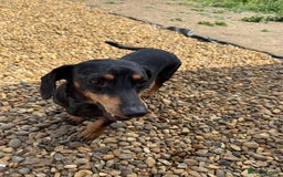 Miniature Dachshund dogs for sale: Miniature Dachshunds For Sale  - Image 9